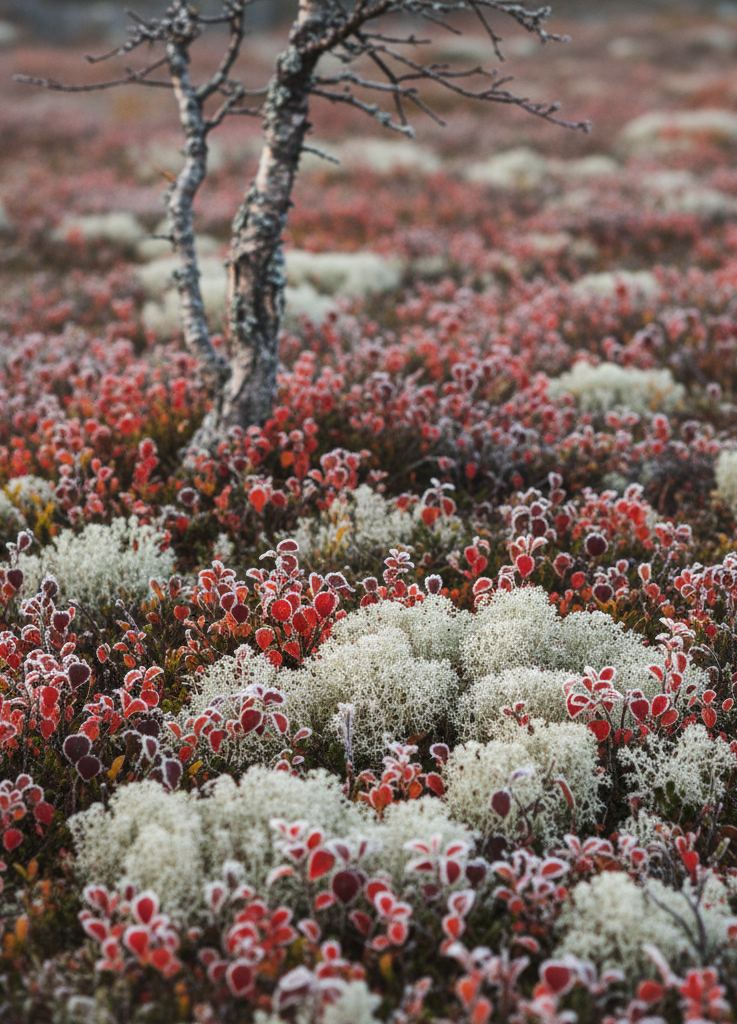 Red dwarf birch and bilberry leaves with frost, grey lichen, a bent birch trunk.